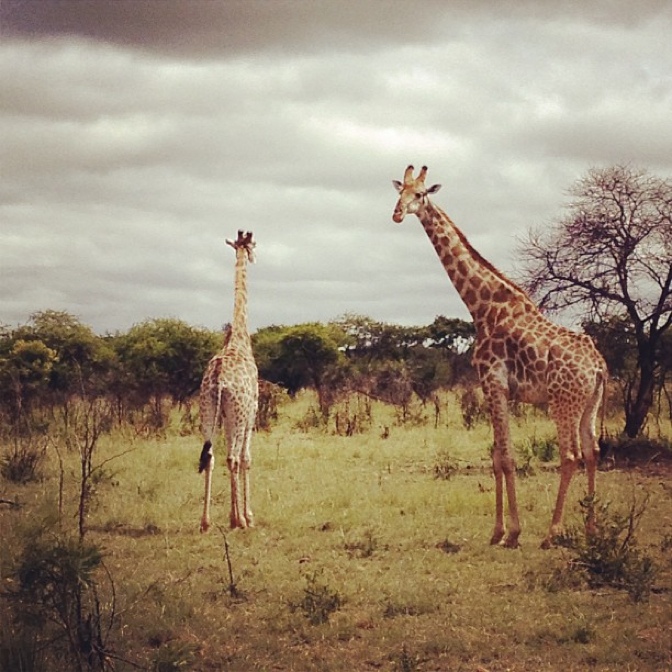 Giraffes on Safari, Pamuzinda Reserve - Zimbabwe