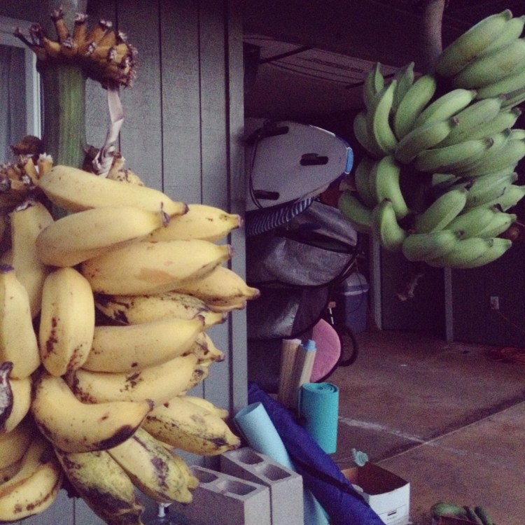 Out front of Michaelle's property, an ample supply of surfboards, snorkels and fresh bananas.