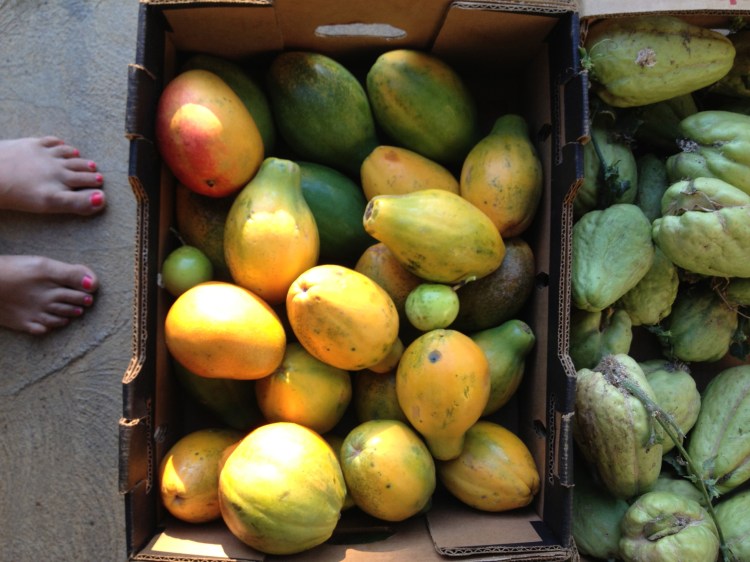 Mangoes and papayas fresh from the trees were in constant supply at the house.
