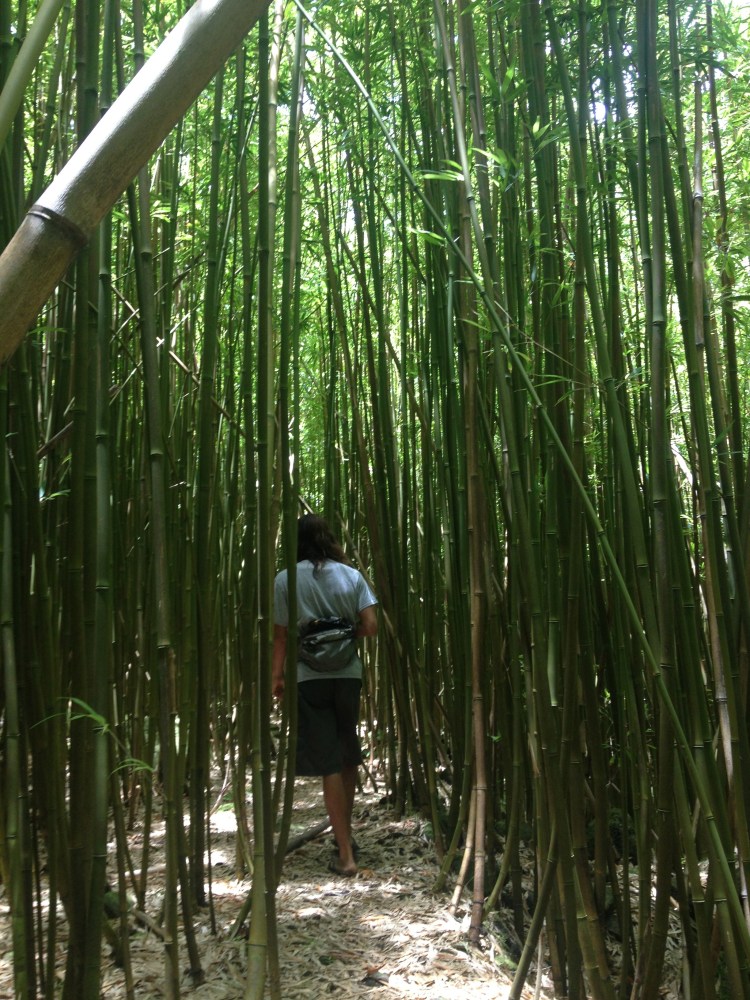 The stunning hidden bamboo gardens Michaelle took me to.
