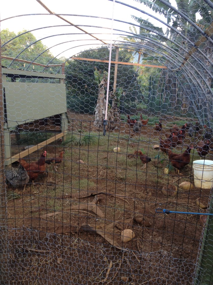 The chicken coup.