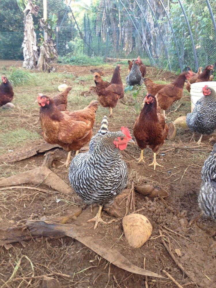 Her beautiful chickens that provide much of the protein for the property.